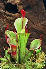 Heliamphora chimantensis (Sun pitcher plant)