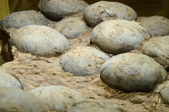Hadrosaur eggs (on display at the Beijing Museum of Natural Science, China)