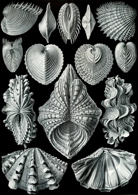 Haeckel Acephala