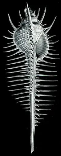 Haeckel Murex pectens