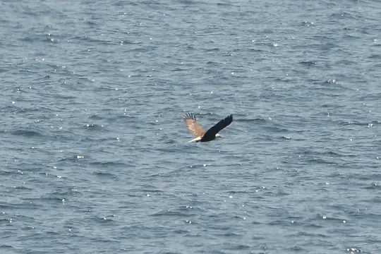 Bald Eagle (Haliaeetus leucocephalus)