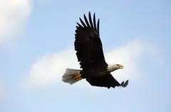 American Bald Eagle