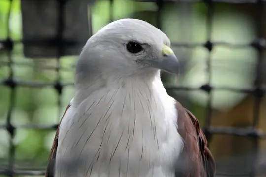Brahminy Kite (Haliastur indus)