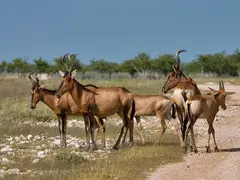 Hartebeest
