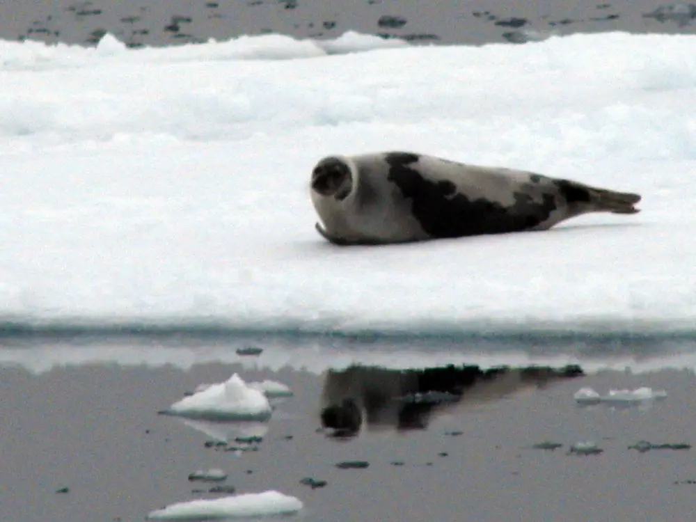 Pagophilus groenlandicus