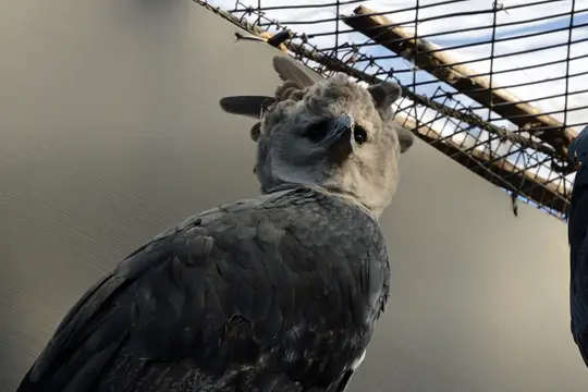 Harpy Eagle (Harpia harpyja)