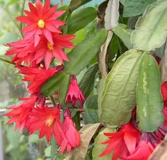 Schlumbergera gaertneri (Tribe Rhipsalideae)