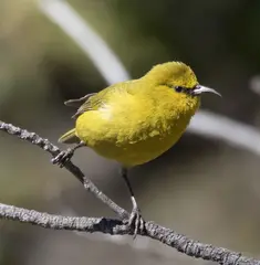 Hawaiʻi ʻamakihi