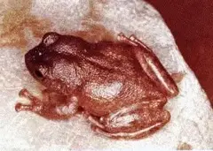 Hedrick's coquí (Eleutherodactylus hedricki)
