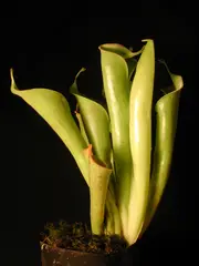 Heliamphora tatei, has enzymes