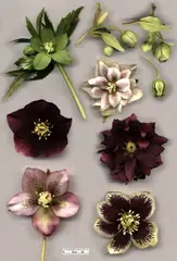 Hellebore