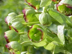 Hellebore