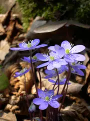 Hepatica