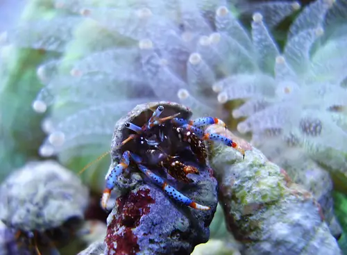 Clibanarius tricolor (Blue-legged Hermit Crab)