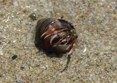 Hermit Crab