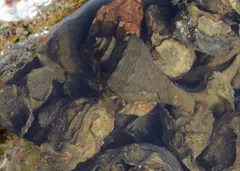 Hermit Crab