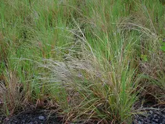 Pili grass