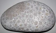 Hexagonaria percarinata (fossil coral) (Petoskey Stone) (Traverse Group, Middle Devonian; Michigan, USA) 9