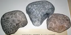 Hexagonaria percarinata (fossil corals) (Traverse Group, Middle Devonian; Petoskey-Bay View area, Michigan, USA) (41494460674)