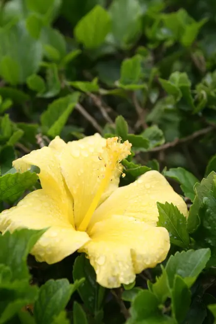 Hibiscus brackenridgei subsp,. brackenridgei