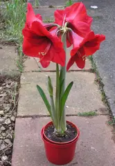 Hippeastrum spp.