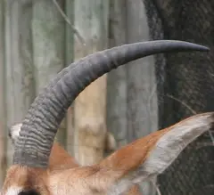 Roan antelope:ringed and can reach a metre long in males, slightly shorter in females. They arch backwards slightly.