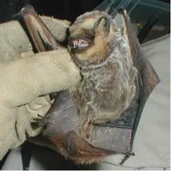 Hoary Bat