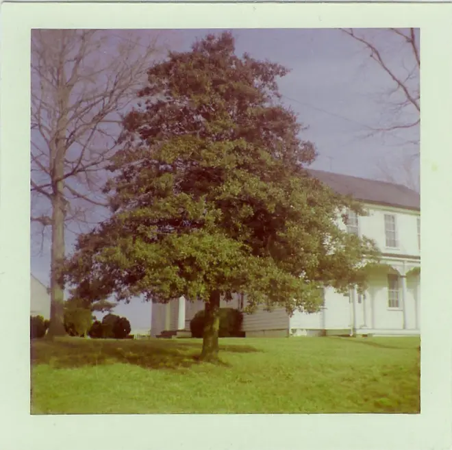 Holly tree in front of the Butler farm on High Street.