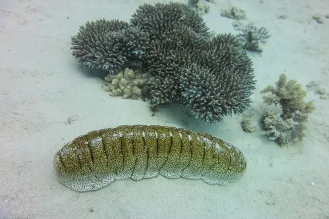 Sea Cucumber Holothuria fuscopunctata