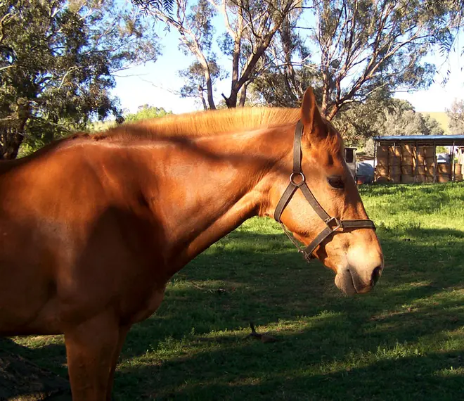 Horse in field
