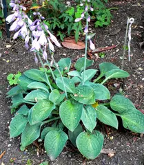 Hosta