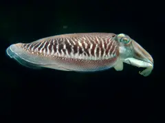Cuttlefish