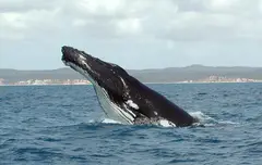 Humpback Whale Oceans (worldwide)
