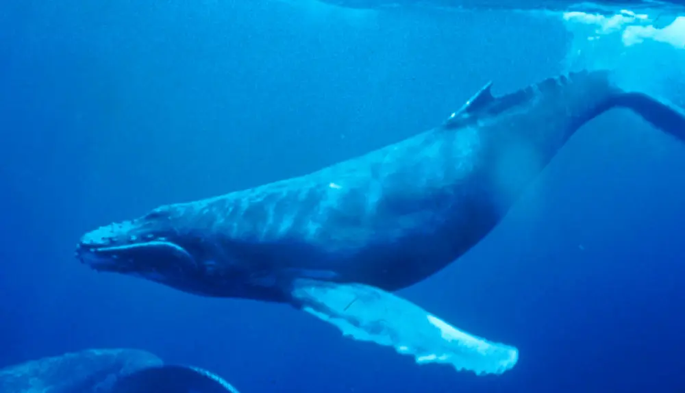 Megaptera novaeangliae