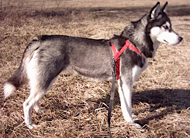 Husky L