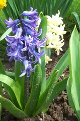 Hyacinth