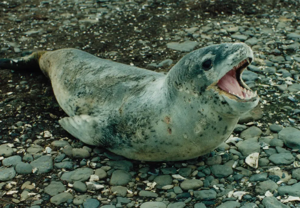 Hydrurga leptonyx