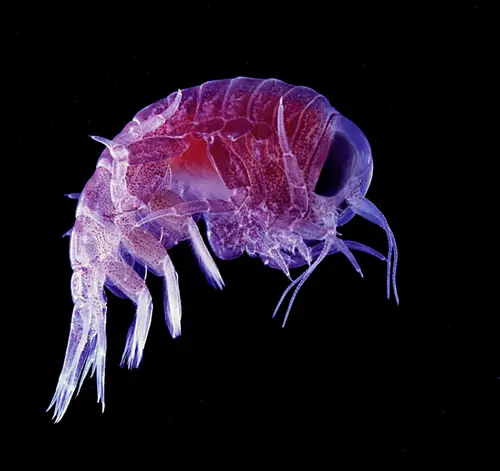 Hyperia macrocephala