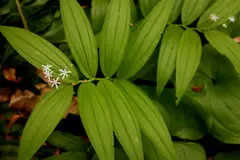 False Solomon's Seal