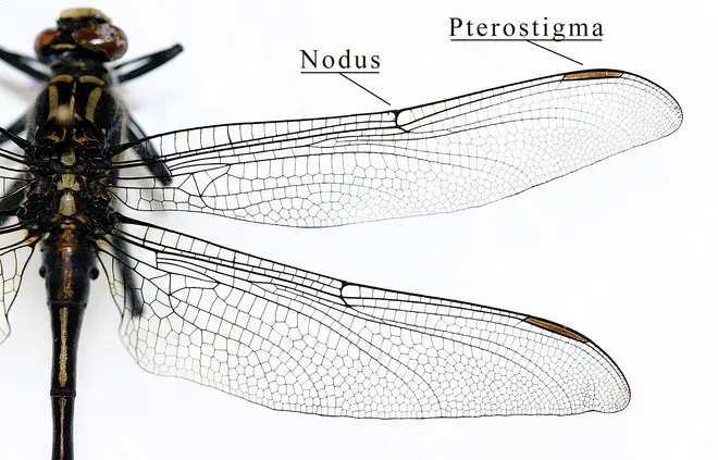 IC Gomphidae wing