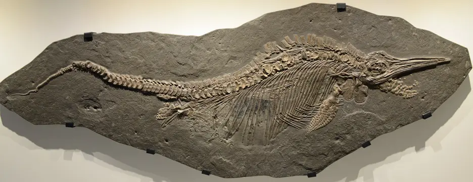 Stenopterygius quadriscissus (Houston Museum of Natural Science)
