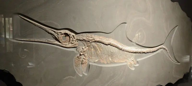 Ichthyosaur (Houston Museum of Natural Science)