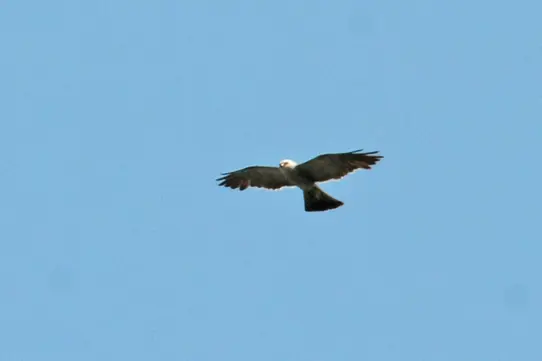 Mississippi Kite (Ictinia mississippiensis)