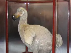 Dodo, 1662