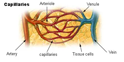Illu capillary en