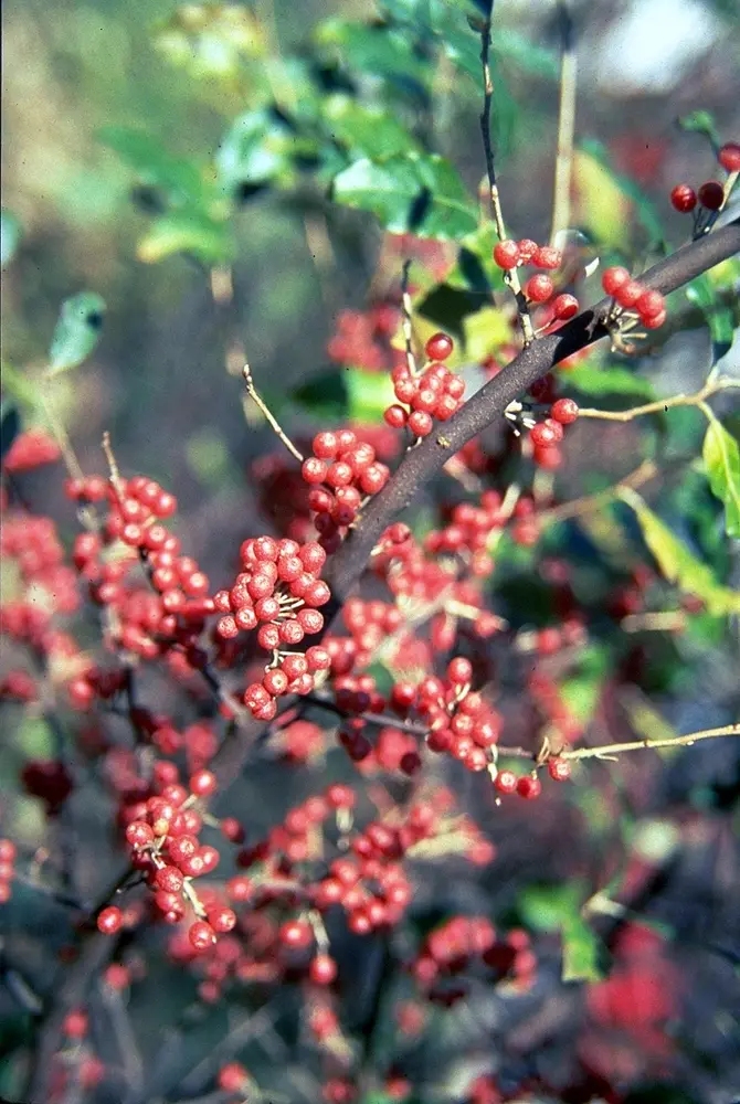 Image-Cardinal Elaeagnus umbellata 1987