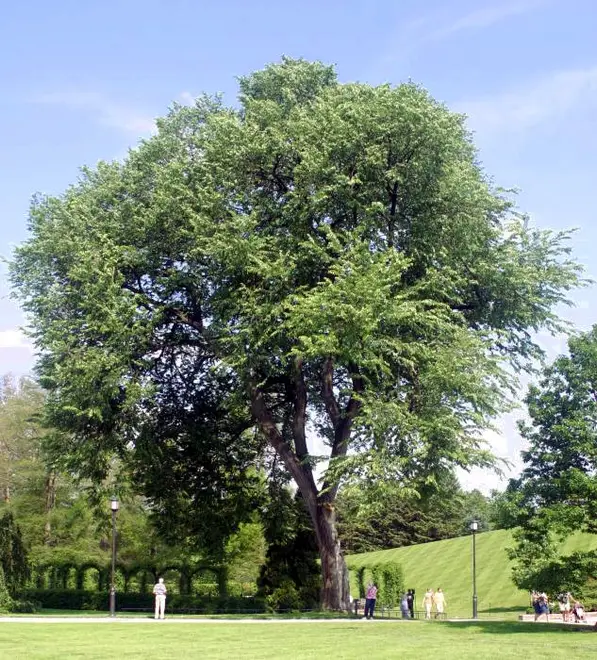 Img ulmus americana 2209