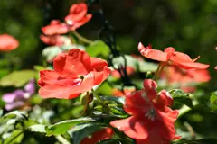 Impatiens (Busy Lizzie)