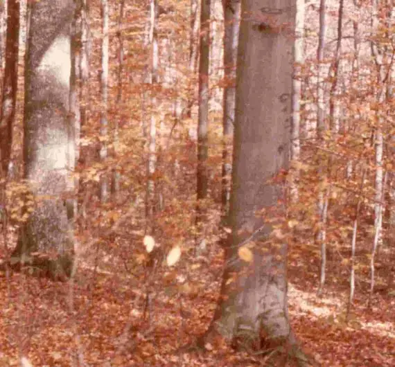 IN Hoot Woods