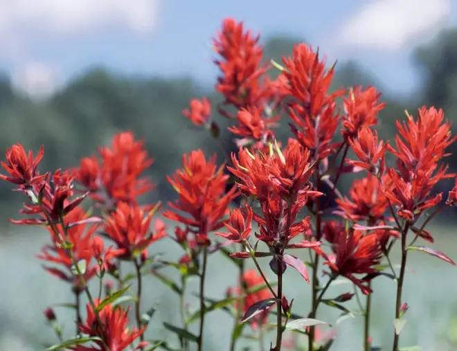 Indian Paintbrush in Grand Teton NP-NPS